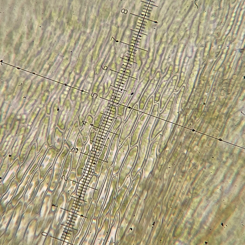 Pseudocampylium radicale